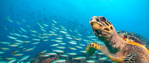 sustainable fisheries